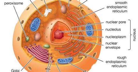 What is the cell structure of fungi