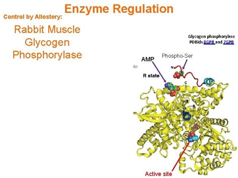 Control By Allostery Enzyme Regulation Glycogen Phosphorylase Control