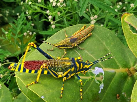 Colourful Leaf Eating Grasshopper Stock Image - Image of grasshopper ...