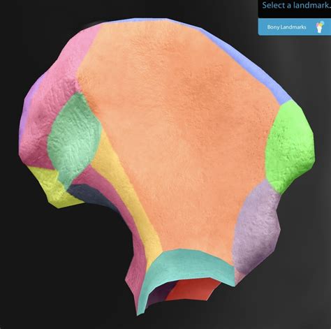 BIO 446L Lab 7 Ileum Bony Landmarks Diagram Quizlet