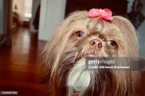 63 Shih Tzu Bow Stock Photos High Res Pictures And Images Getty Images