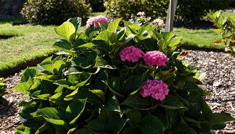 Darley Park Hydrangea Macrophylla Magical Opal 3 Flickr