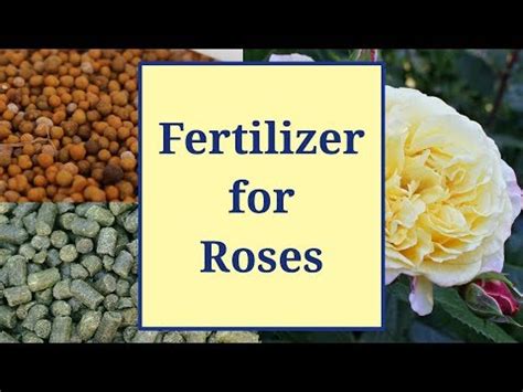 What Is The Best Homemade Fertilizer For Roses