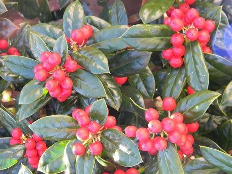 Ilex Cornuta Burfordii Burford Chinese Holly Burford Holly North