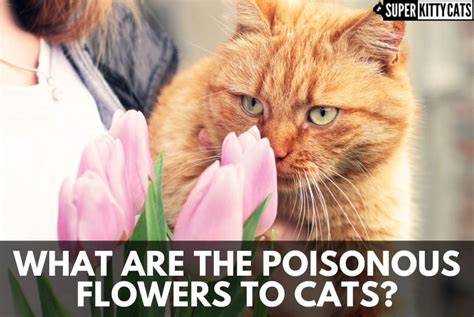 What Are The Flowers Poisonous To Cats Super Kitty Cats