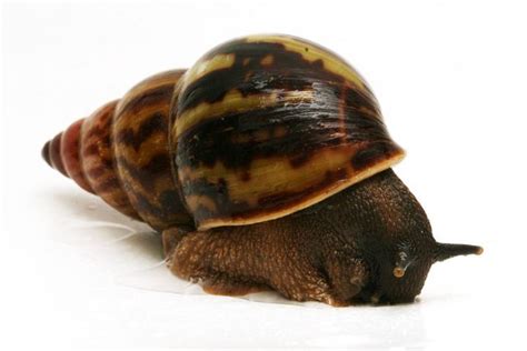 Achatina tincta - Alchetron, The Free Social Encyclopedia