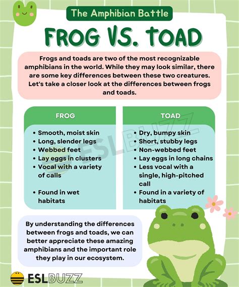 Frog Vs Toad Whats The Difference And Why Does It Matter Eslbuzz