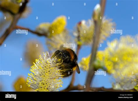 Bumble Bee On Male Sallow Catkins Stock Photo Alamy