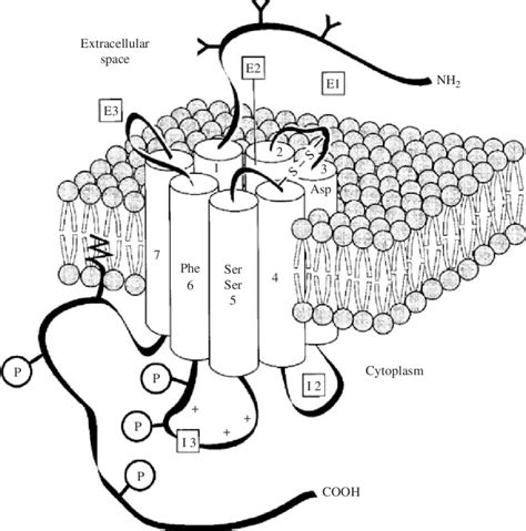 Dopamine Receptor Structure Structural Features Of D Like Receptors