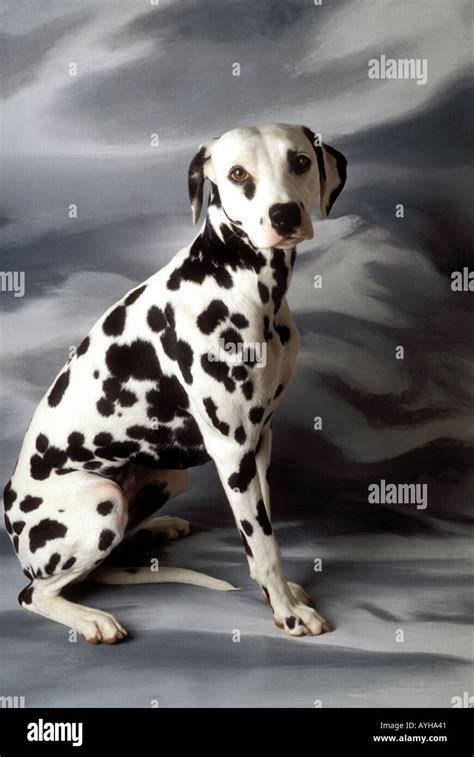 Female Dalmatian dog Stock Photo - Alamy