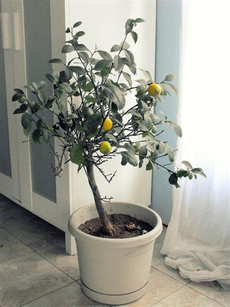 Indoor Fruit Tree- Your Guide to Indoor Citrus | Indoor fruit trees ...