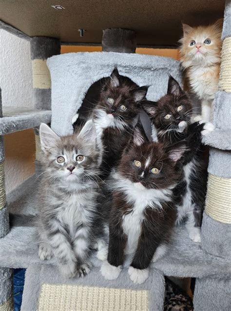 Maine coon kitten aus großen ALTEN linie mit Stammbaum N N genetisch