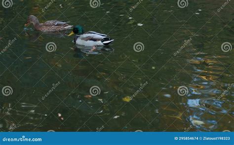 Los Patos Duermen Limpian Sus Plumas Comen Algas Los Patos Se Reflejan