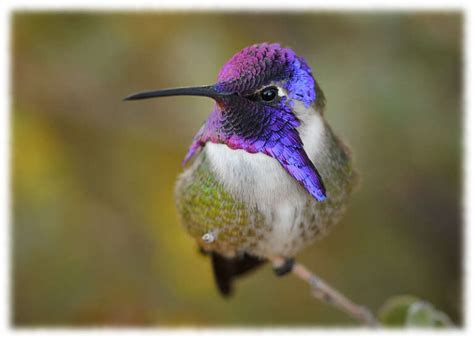 What Is The Smallest Bird In The World Top Ten Tiniest Birds Ranked