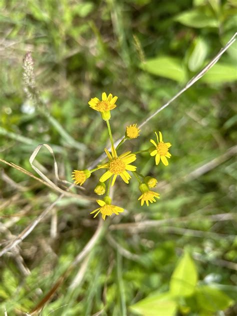 American Groundsels And Ragworts From Vistaview Dr West Friendship MD