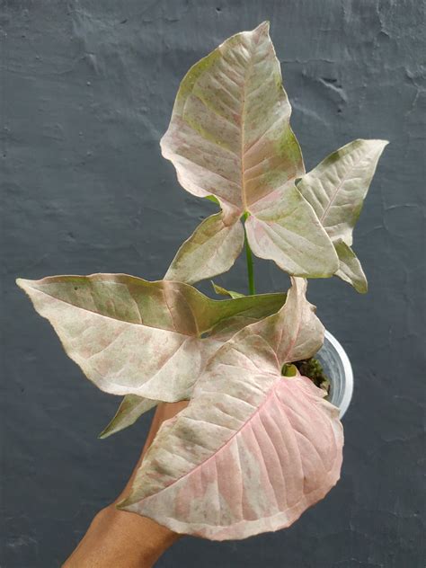 Syngonium Pink Spot Giant Tropical Nursery