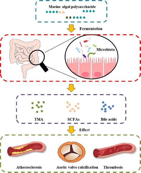 Effect Of Map On The Intestinal Microbiota And Gut Derived Metabolites