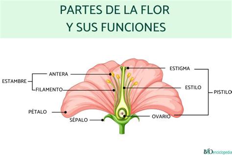 Partes de la flor y sus funciones - Resumen para estudiar