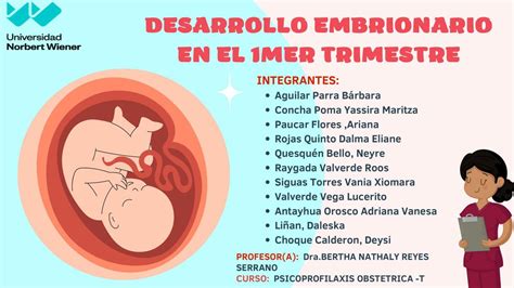 Desarrollo Embrionario En El 1mer Trimestre Isabela Medina UDocz