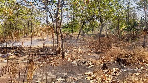 Banyak Ditemukan Bekas Kebakaran Hutan Di Kecamatan Dander Temayang