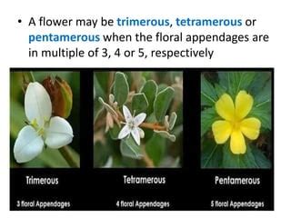 Morphology of flower | PPT