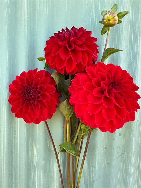 Puget Sparkle | The Farmers Daughter; Flowers & More