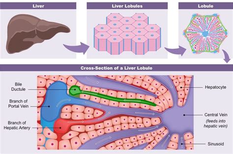 Liver Structure Bioninja