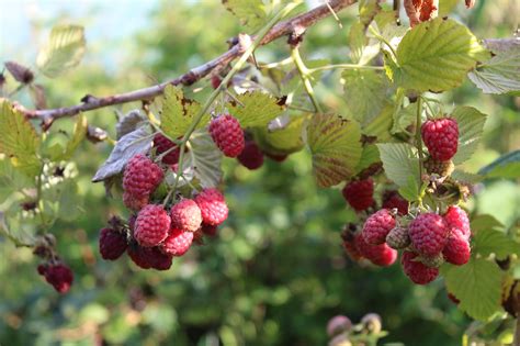 Raspberry Trees