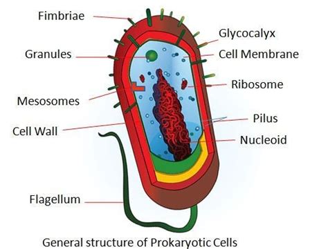 Merlins Micro World: Ultrastructure of bacteria- External structures ...