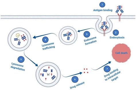 Antibody Drug Conjugate Mechanism Of Action