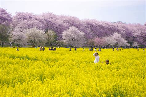 日本の風景「桜と菜の花が彩る春」壁紙1920x1280 壁紙館