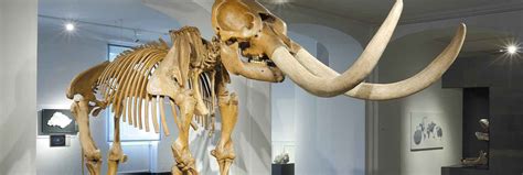 Top 104 Mastodon Animal Skeleton