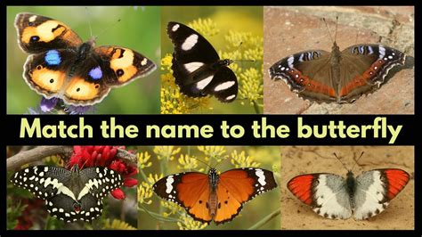 Fun Butterfly Quiz Match The Name To The Butterfly Youtube