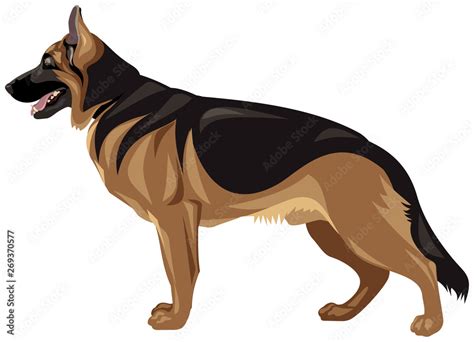 German Shepherd Dog Breed Realistic Color Vector Illustration From The