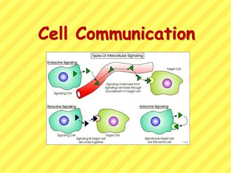 PPT - Cell Communication PowerPoint Presentation, free download - ID ...