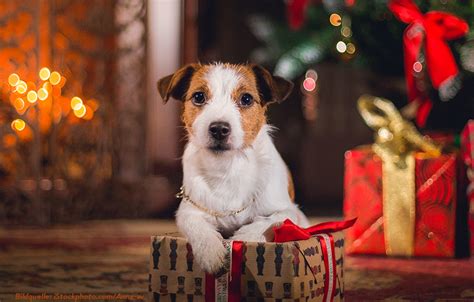 Weihnachten Mache Ich Einem Tierheimtier Ein Geschenk 1 Dezember 2022