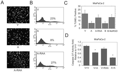 Miapaca 2 Cells Transfected With The Vector Control V Opn A A Or