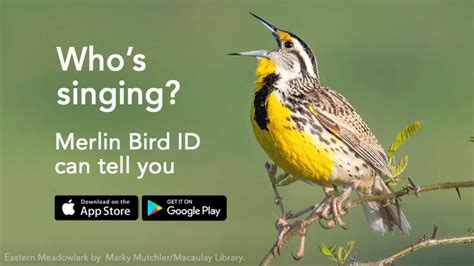 Big News Merlin Bird ID Now Identifies Birds By Sound Birds Of The World