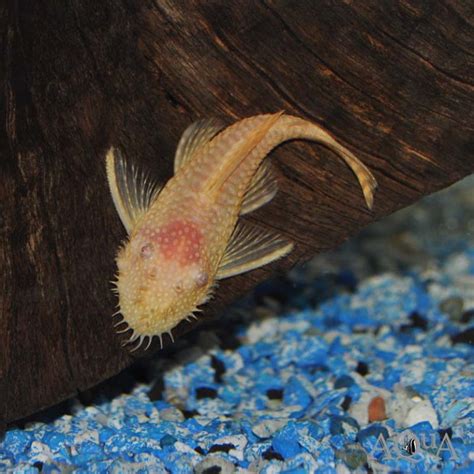 Albino Bristlenose Pleco (Ancistrus sp.) - Aqua Imports