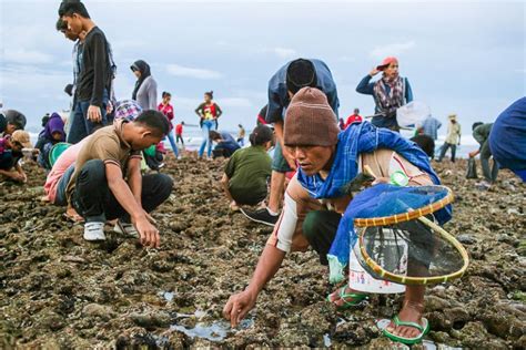 Festival Bau Nyale Perayaan Tradisional Unik Berburu Putri Mandailka