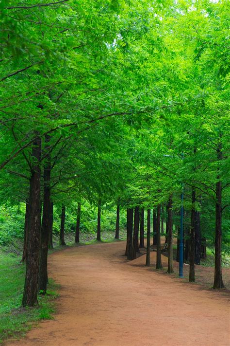 100 000 무료 Guitar Shaped Forest Argentina And 버섯 이미지 Pixabay