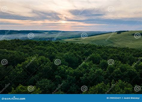 Aerial View Of Dark Green Lush Forest With Dense Trees Canopies In