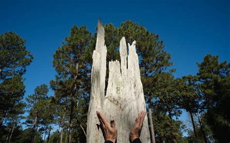 Pine Country - America’s longleaf pine tree. - Urban Forest Dweller