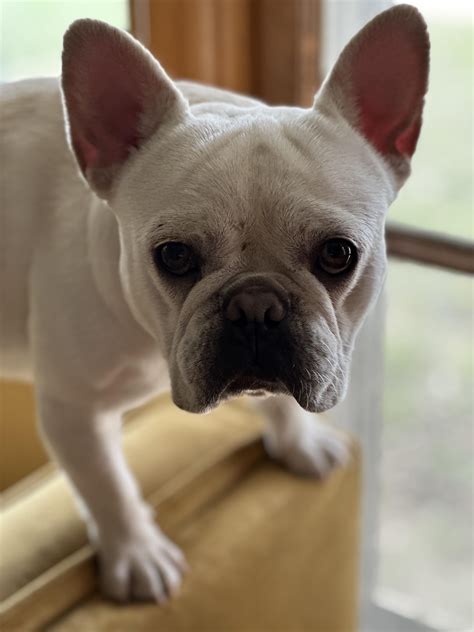 Soft palate surgery : r/Frenchbulldogs