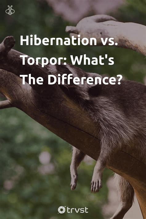 Hibernation Vs Torpor What S The Difference