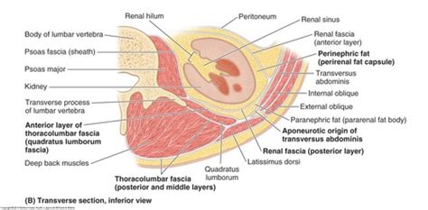 Quadratus Lumborum Muscle Cross Section