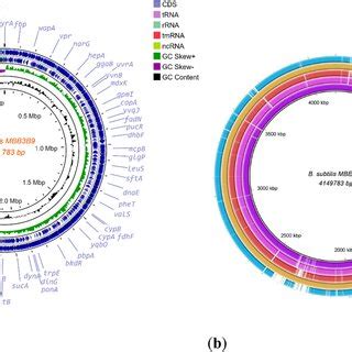 A Circular Visualization Of The Genome Map Of Bacillus Subtilis