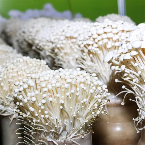 Enoki Pilze Enoki Mushroom St Ck Enoki Pilze Kaufen Gem Sesamen