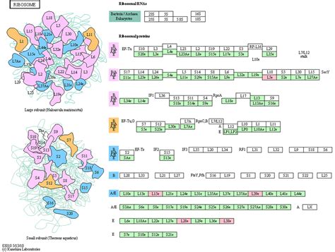 Ribosomal proteins; Proteins, Ribosomal