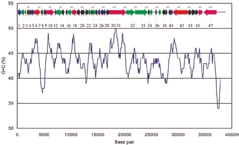 G ϩ C Content As A Function Of Base Pair The Scaled Genome Appears At Download Scientific